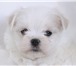 Ирлайн-дог имеет в продаже щенков мальтезе  (мальтийская болонка) 3825305 Мальтийская болонка фото в Екатеринбурге