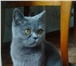 Foto в Домашние животные Вязка Молодой 10 мес. кот британец ждет кошку для в Старом Осколе 500