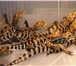 Фотография в Домашние животные Другие животные Краснодарский питомник рептилий и экзотических в Волгограде 3 000