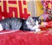Фото в Домашние животные Отдам даром Ласковый пушистый котёнок ищет хозяев. Девочка, в Улан-Удэ 0