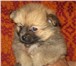 Продаются Великолепные щенки немецкого щпица,  Разные окрасы, мальчики  и девочки, документы, в 67396  фото в Москве
