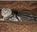 Фото в Домашние животные Вязка Молодой шотландский котик приглашает кошечек в Сургуте 0