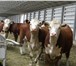 Foto в Домашние животные Другие животные Реализуем бычков на откорм породы Герефордская.Преимущества в Ефремов 38 000