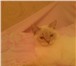 Фотография в Домашние животные Вязка Котёнок породы скоттиш-страйт. Окрас поинт. в Москве 1 000