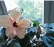 Изображение в Прочее,  разное Разное Гибискусы - персиковый, белый, розовый.Продаю в Москве 150