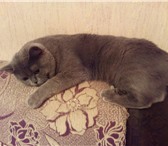 Foto в Домашние животные Вязка Британский кот ждёт кошечку для вязки! Очень в Москве 1 000
