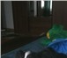 Щенки паиньона 18, 12, 2010года рождения, мальчики, триколор, привиты, Если в доме не хватает любви, л 65311  фото в Волгограде