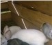 Изображение в Домашние животные Другие животные Мини ферма предлагает крольчат мясных пород в Москве 250