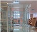 Изображение в Прочее,  разное Разное Продам две витрины ,( 1 шт. 3000 р.) высота- в Перми 2 000
