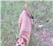 Foto в Домашние животные Вязка собак Метис благородных кровей Шарпея ищет метиску в Чите 1