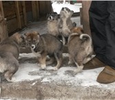 Фото в Домашние животные Другие животные Щенки от рабочих лаек, умные, самостоятельные, в Красноярске 5 000