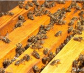 Фотография в Домашние животные Другие животные Продажа пчелопакетов карпатской породы. Пчёл в Тюмени 4 000