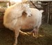 Изображение в Домашние животные Другие животные Продаю козочку молочную зааненской породы, в Красноярске 15 000