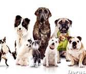 Изображение в Домашние животные Стрижка собак Предлагаю полный комплекс услуг по уходу в Нижнем Тагиле 0