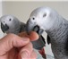Фото в Домашние животные Птички Продам попугаев жако краснохвостых молодых в Саратове 18 000
