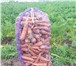 Фото в Прочее,  разное Разное Нужна морковь от производителя по самым выгодным в Москве 19