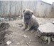 Фотография в Домашние животные Отдам даром Замечательные щенки - красавцы: мальчики в Тольятти 0