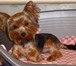 Foto в Домашние животные Вязка собак Мальчик мини-йорк с мордочкой беби-фейс приглашает в Таганроге 0