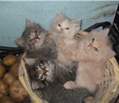 Изображение в Домашние животные Отдам даром Отдам котят в хорошие руки, 1.5 месяца,2 в Белгороде 0