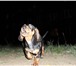 Foto в Домашние животные Вязка собак кабель таксы чёрно - рыжего окраса,   безумно в Омске 0
