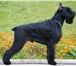 Ризеншнауцера щенки черного окраса, 156154  фото в Набережных Челнах