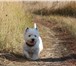 Изображение в Домашние животные Стрижка собак Грумер-универсал предлагает полный спектр в Воронеже 1 000