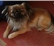 Фото в Домашние животные Услуги для животных Девочка пекинес полутора лет ,ищет мальчика в Хабаровске 0