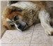 Фотография в Домашние животные Вязка собак Красавец азиат-сенбернар ищет даму сердца в Казани 0