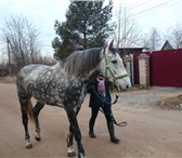 Фотография в Для детей Разное Организую прокат на лошадях,все лошади очень в Рязани 500