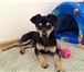 Фото в Домашние животные Вязка собак Симпатичный красавец-мужчина, 10 месяцев, в Уфе 2 000