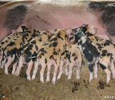 Foto в Домашние животные Другие животные продаю поросят мясной породы возраст от 1 в Самаре 1 000