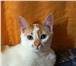 Фотография в Домашние животные Отдам даром Красивый кот-подросток в поисках дома и надежного в Москве 0