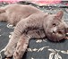 Фотография в Домашние животные Вязка Британский кот Байт ждет на вязку кошечек. в Пензе 1 000