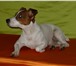 Фото в Домашние животные Вязка собак Предлагается для вязки чистопородный кобель в Москве 5 000