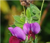 Фото в Домашние животные Растения Продам семена Вики яровой (Vicia sativa). в Москве 0