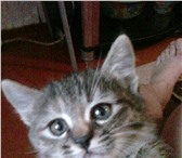 Фото в Домашние животные Отдам даром Дарю пушистых красивых котят,к лотку приучены.Сама в Набережных Челнах 0