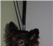 Собака Жанна! Добрейшей души собака! очень преданная и умная, уравновешенная, обожает своего 65018  фото в Уфе