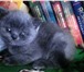 Британские котята 3904302 Британская короткошерстная фото в Москве