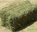 Foto в Домашние животные Растения Продаю сено луговое, разнотравье тюк квадратный. в Барнауле 70