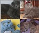 Изображение в Домашние животные Вязка Коты крупные голубые и лиловый - клубные в Москве 3 000