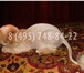 Фото в Домашние животные Услуги для животных * Стрижка котов и кошек всех пород, видов в Москве 1 200