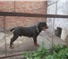 Изображение в Домашние животные Вязка собак Продам щенков Ротвейлера, родились 27.07.2013 в Омске 6 000