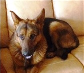 Foto в Домашние животные Потерянные Овчарка собака пропала 3 года кобель Вознаграждение. в Белгороде 1 000