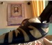 Фото в Одежда и обувь Женская обувь Продам женскую обувь,в хорошем состояние,туфли в Омске 3 000