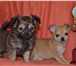 Предлагаем высокопородных щенков чихуахуа, Гш девочка 3 месяца, кобби, мини размер палевая, привитая 68396  фото в Москве