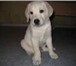 Щенок лабрадора, родился 9 марта 2010г, (3, 5 мес,), палевый, мальчик, крупный, От элитных роди 68566  фото в Челябинске