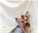 Фото в Домашние животные Вязка собак Йоркширский терьер(стандарт)Ищем девочку в Москве 3 000