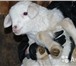 Фотография в Домашние животные Другие животные Вид животного: С/х животныеПродаются овцы в Екатеринбурге 150