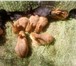 Фотография в Прочее,  разное Разное Продам новозеландских красных кроликов. Самки в Минске 200 000