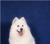 Щенки самоедской собаки от Чемпионов 1248349 Самоедская лайка фото в Егорьевск